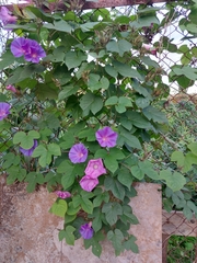 Ipomoea indica