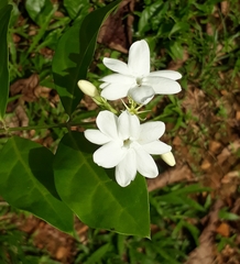 Jasminum sambac