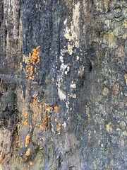 Dacrymyces stillatus