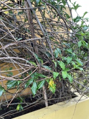Allamanda cathartica