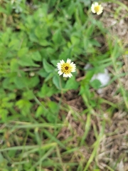Tridax