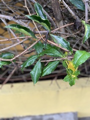 Allamanda cathartica