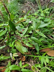 Ichnanthus pallens