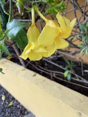 Allamanda cathartica