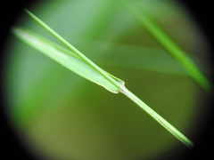 Agrostis vinealis