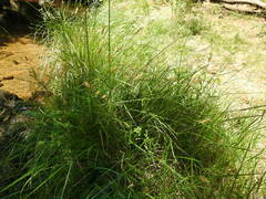 Agrostis vinealis