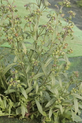 Plantaginaceae
