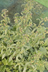 Plantaginaceae
