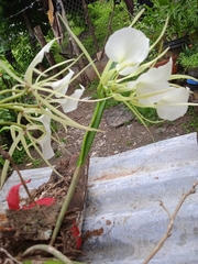 Brassavola nodosa
