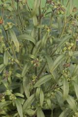 Plantaginaceae