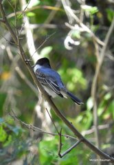 Tyrannus caudifasciatus