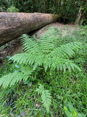 Pteris tripartita
