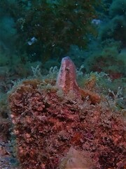 Petroscirtes breviceps