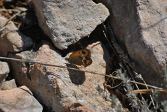 Coenonympha dorus