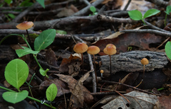 Rhizomarasmius