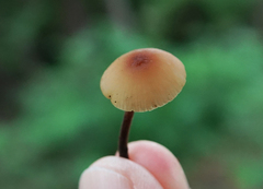 Rhizomarasmius