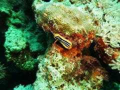 Chromodoris quadricolor