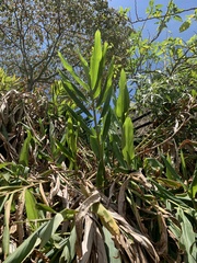 Hedychium coronarium
