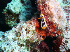 Chromodoris quadricolor