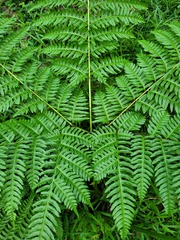 Pteris tripartita
