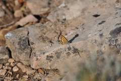 Coenonympha dorus