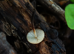 Rhizomarasmius