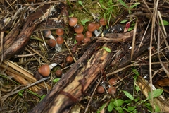 Psilocybe azurescens