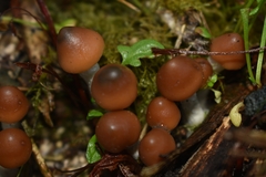 Psilocybe azurescens