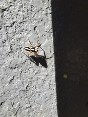 Leptofreya ambigua