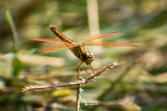 Brachythemis contaminata