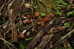 Psilocybe azurescens
