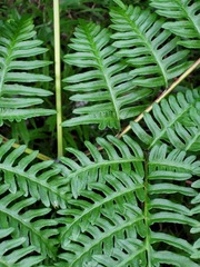 Pteris tripartita