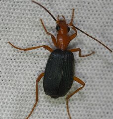 Brachinus