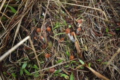 Psilocybe azurescens