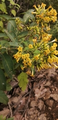 Cestrum aurantiacum