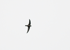 Aerodramus brevirostris