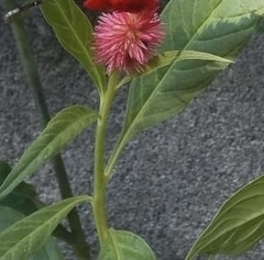 Celosia spicata