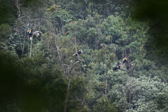 Rhyticeros undulatus