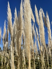 Cortaderia
