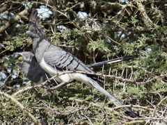 Corythaixoides leucogaster