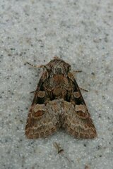 Brachylomia viminalis