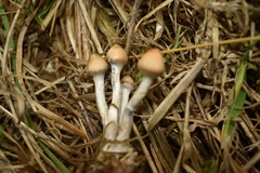 Psilocybe azurescens
