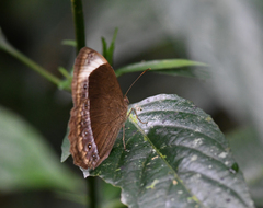 Mycalesis anaxias