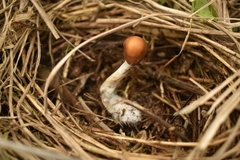 Psilocybe azurescens