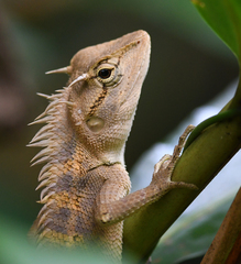Calotes emma