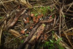Psilocybe azurescens