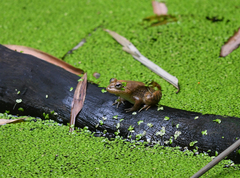 Limnonectes jarujini