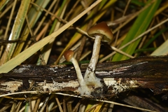 Psilocybe azurescens