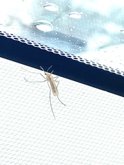 Culiseta inornata