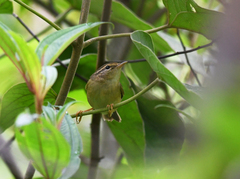 Phylloscopus schwarzi